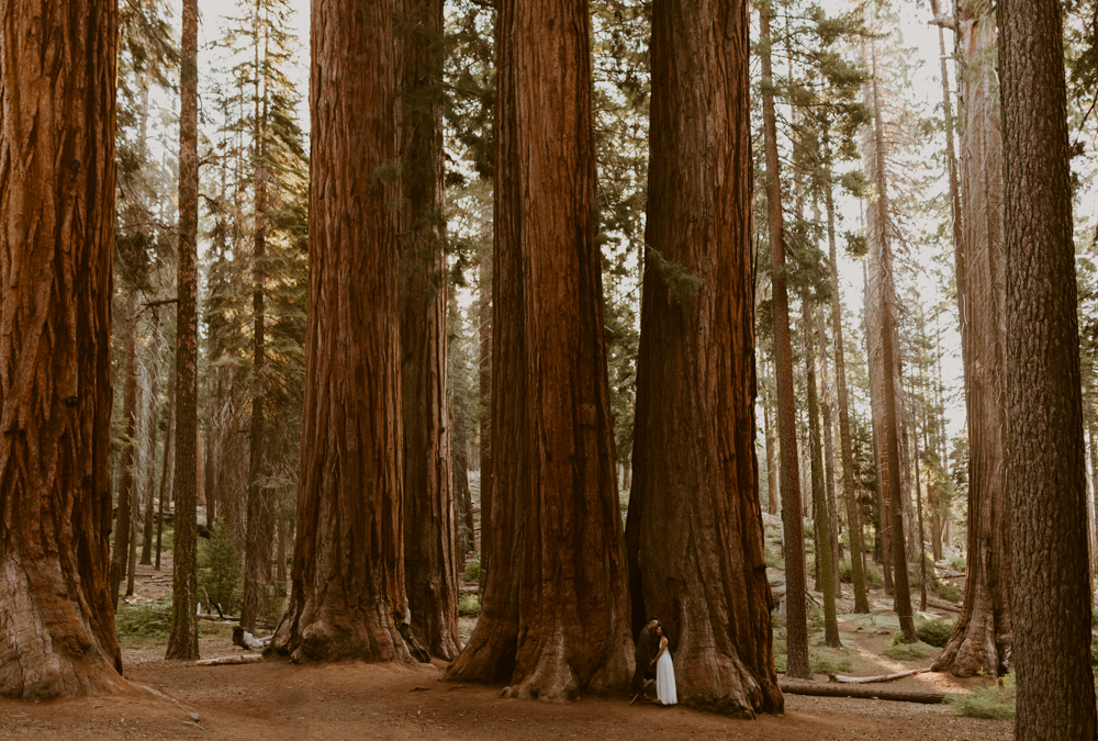 Sequoia National Park photographer