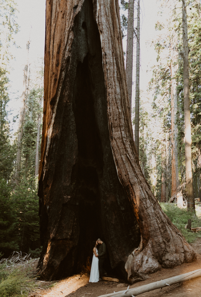 Sequoia National Park photographer